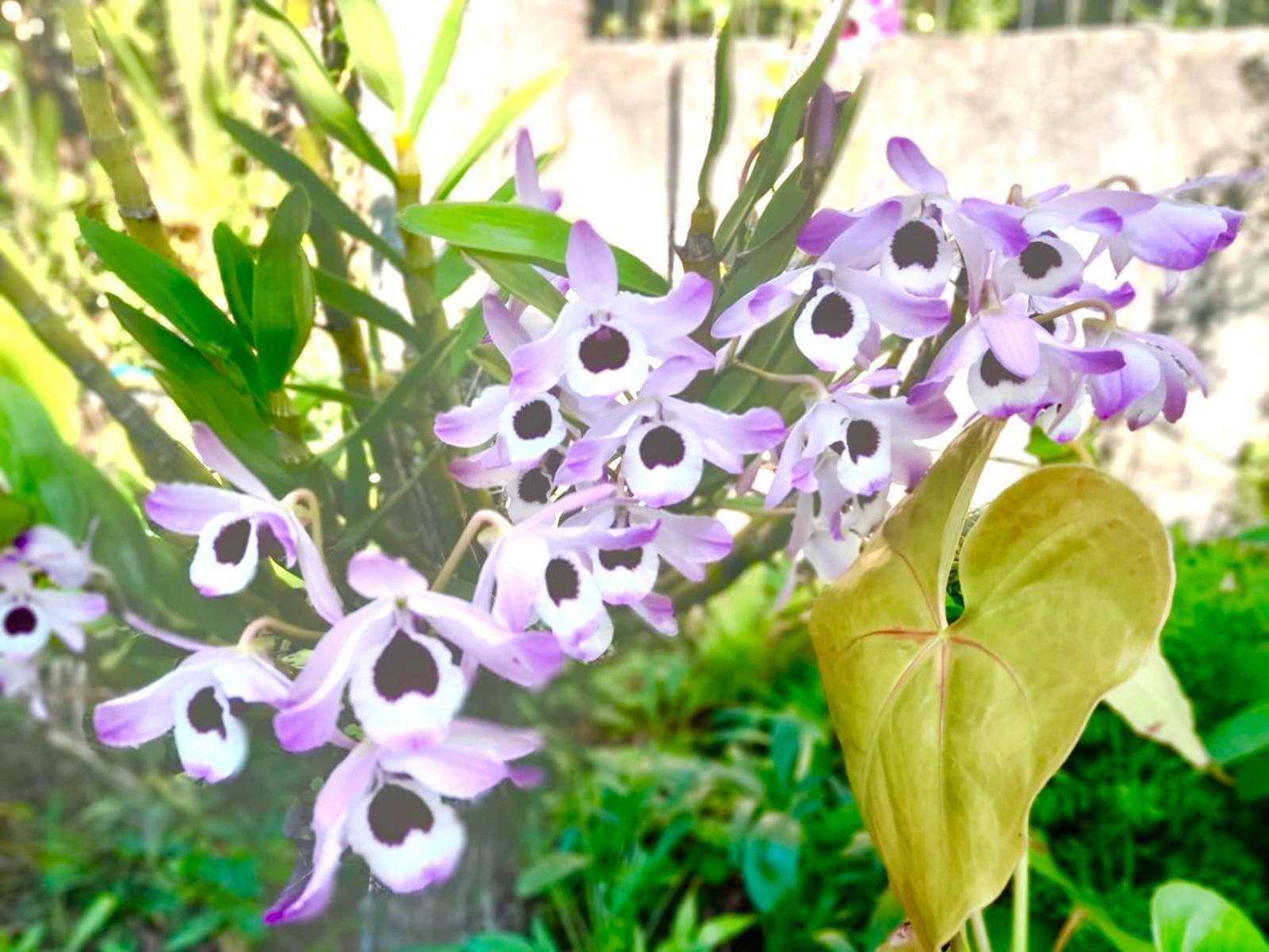 Recanto Das Bromelias Chales Guarda do Embaú Exterior foto