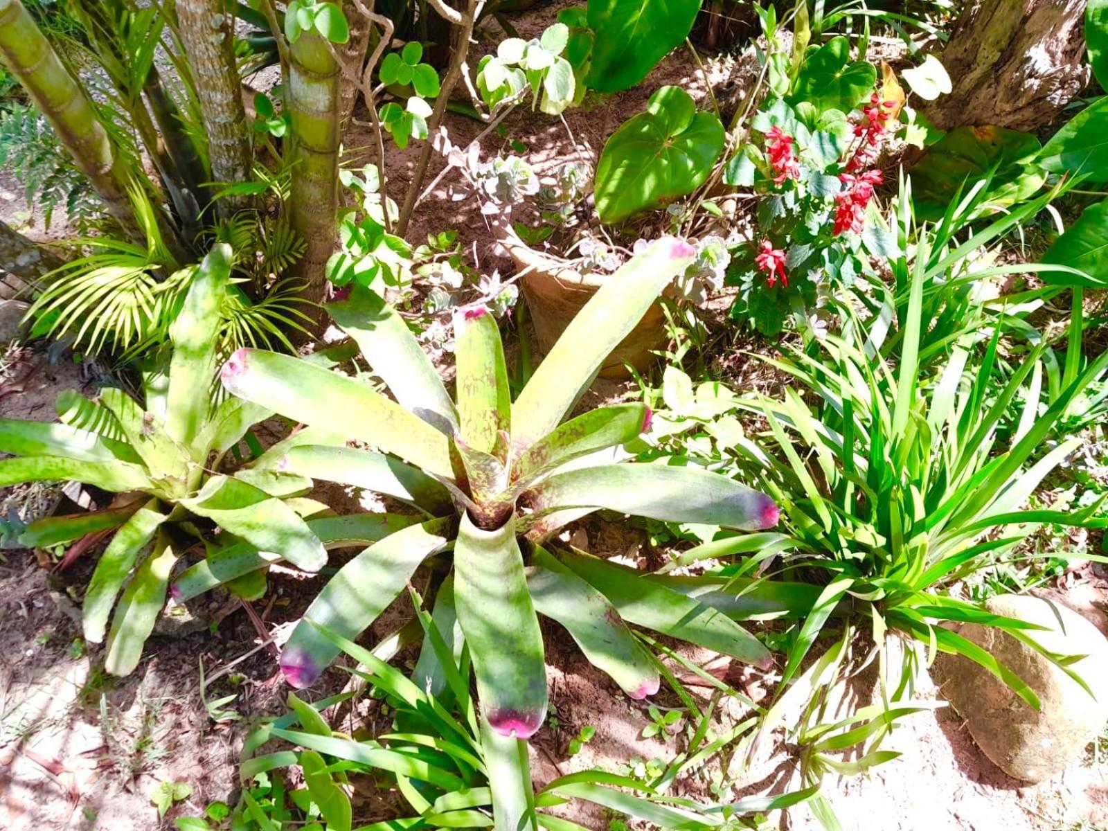 Recanto Das Bromelias Chales Guarda do Embaú Exterior foto