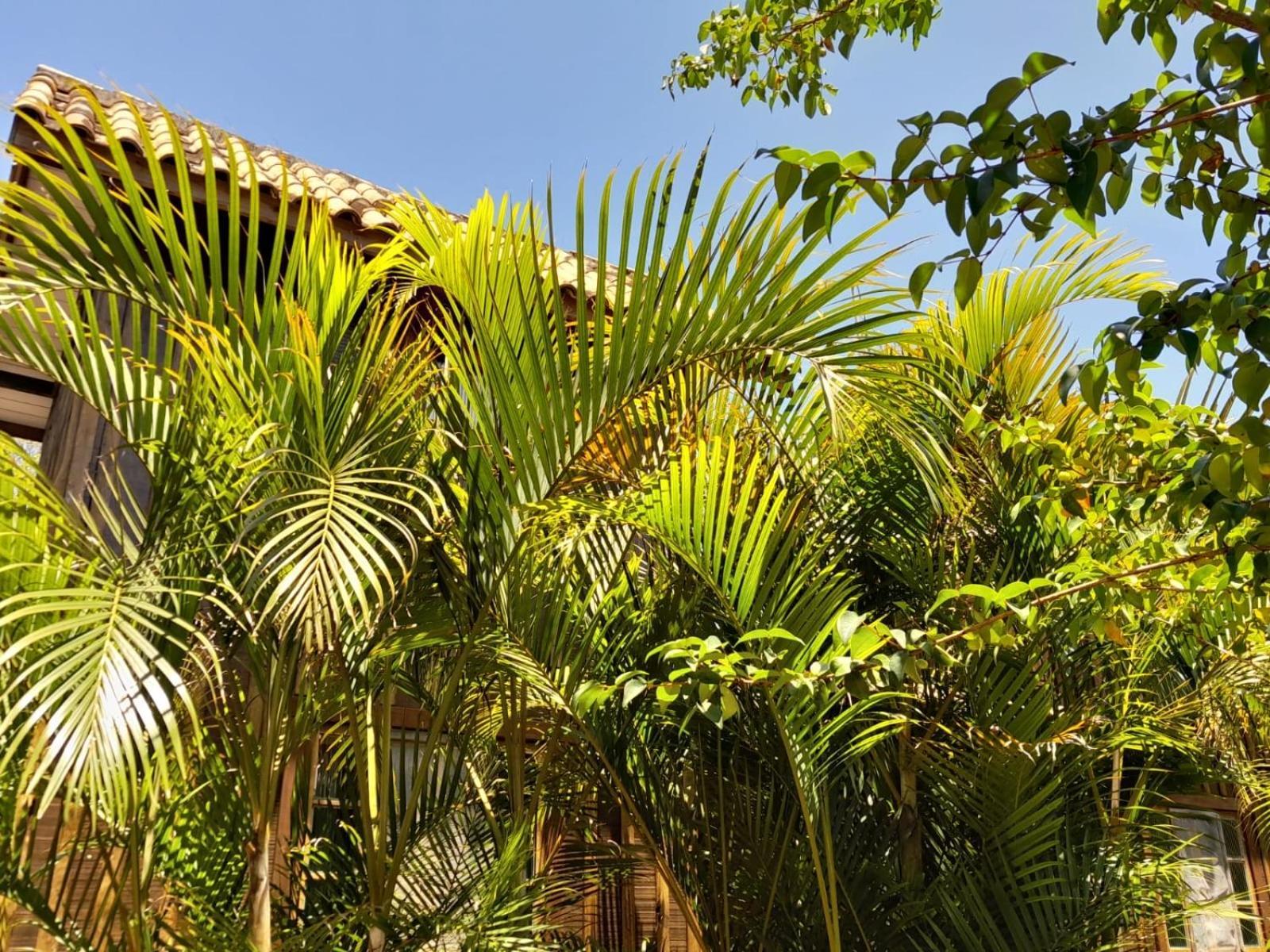 Recanto Das Bromelias Chales Guarda do Embaú Exterior foto